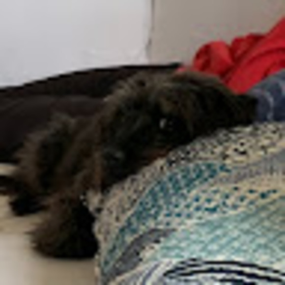 lucycanonica